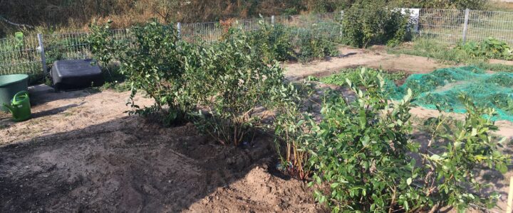 Heidelbeer-Experiment im Blumen- & Gemüsegarten