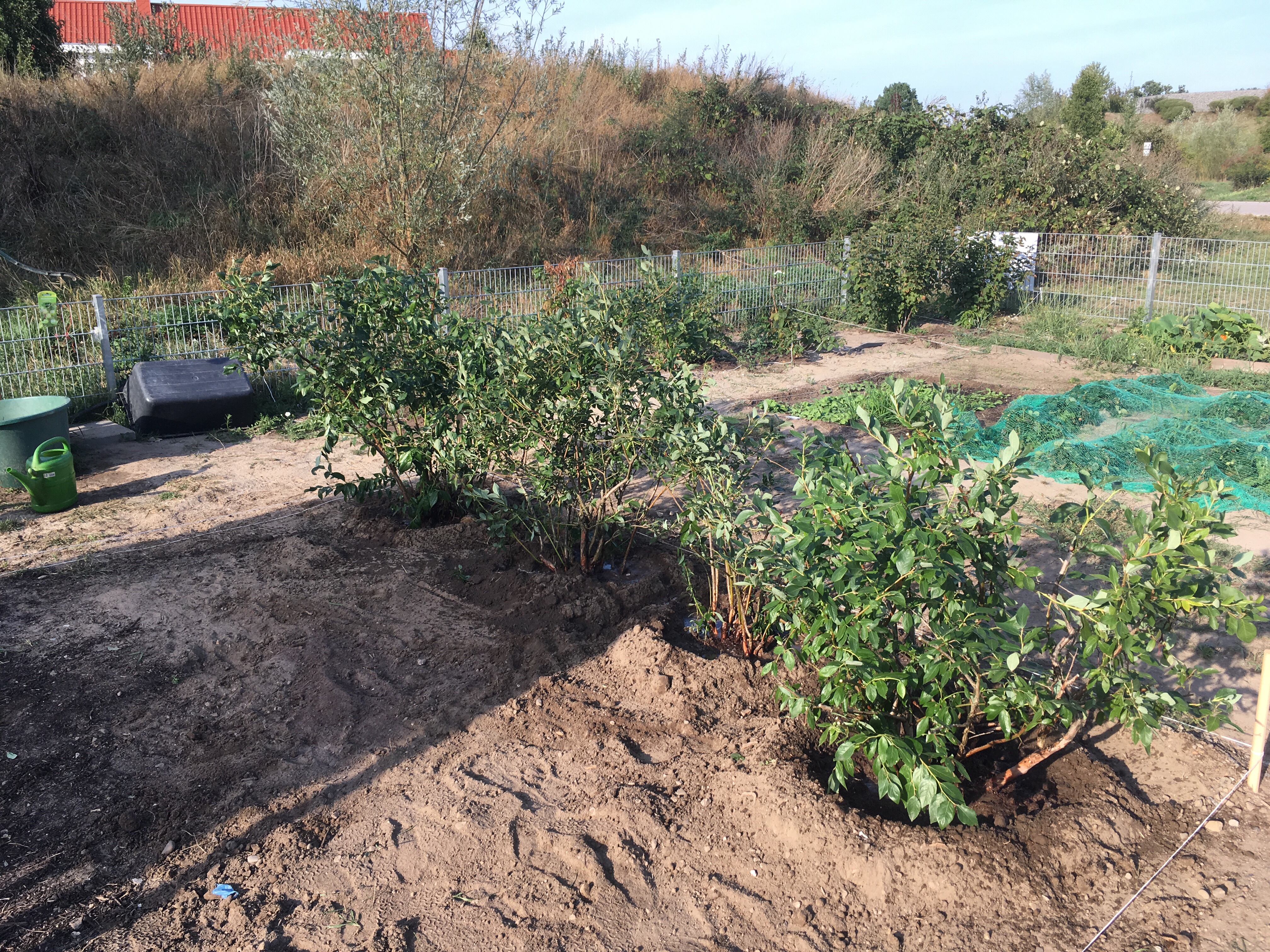 Heidelbeer-Experiment im Blumen- & Gemüsegarten