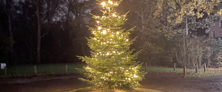 Weihnachtsbaum - Zellerie Kaltenweide (c) Florian Windeck