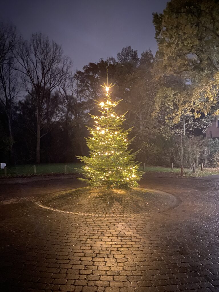 Weihnachtsbaum - Zellerie Kaltenweide (c) Florian Windeck