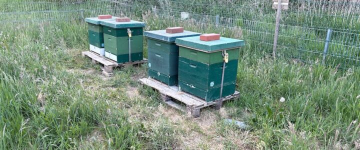 Bienen zurück im Blumengarten – Ein summender Beitrag für die Natur (c) 2025 - Bürger für Kaltenweide e.V. / Florian Windeck